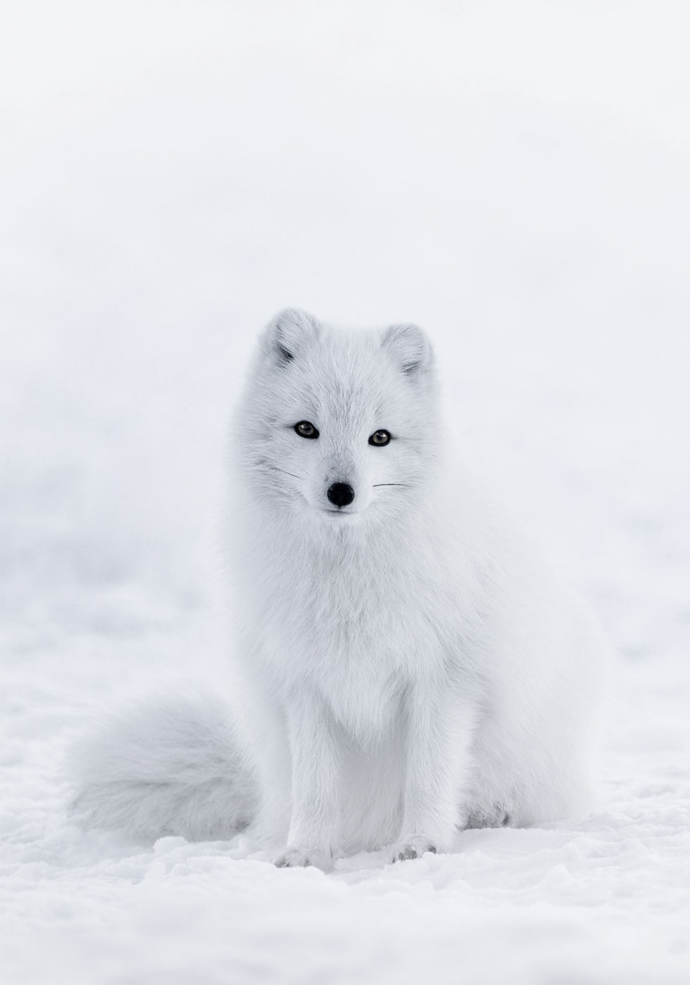 Snow Fox Poster - Posterbox.dk