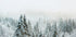 Snowy Fir Forest Poster - Posterbox.dk