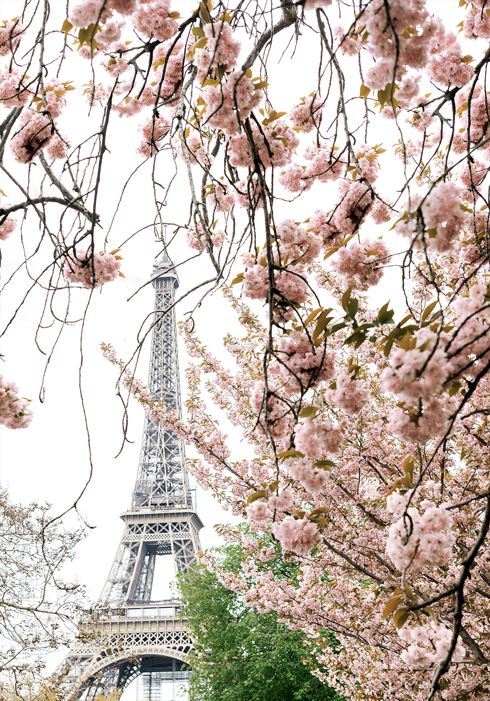 Spring Eiffel Tower With Cherry Blossoms Poster