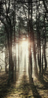 Sunlight Through The Trees Poster - Posterbox.dk