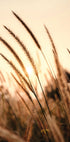 Sunset Dry Grass Poster - Posterbox.dk
