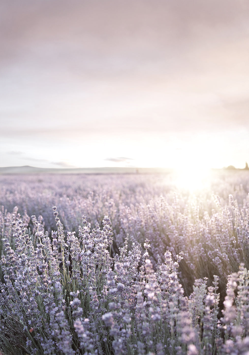 Sunset Over Lavender Fields Poster - Posterbox.dk