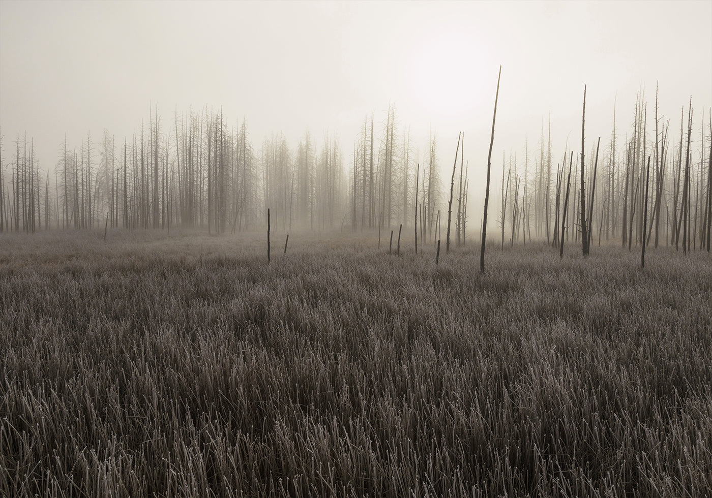 Tangled Creek Poster - Posterbox.dk