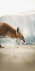 The Little Fox Poster - Posterbox.dk