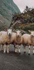 Three Sheep in Mountain Landscape Poster - Posterbox.dk