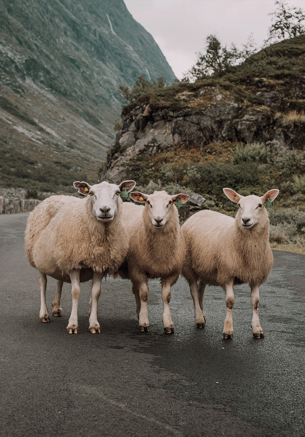 Three Sheep in Mountain Landscape Poster - Posterbox.dk