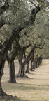 Trail In The Olive Garden Poster - Posterbox.dk