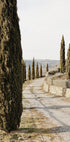 Tuscan Cypress Street Poster - Posterbox.dk