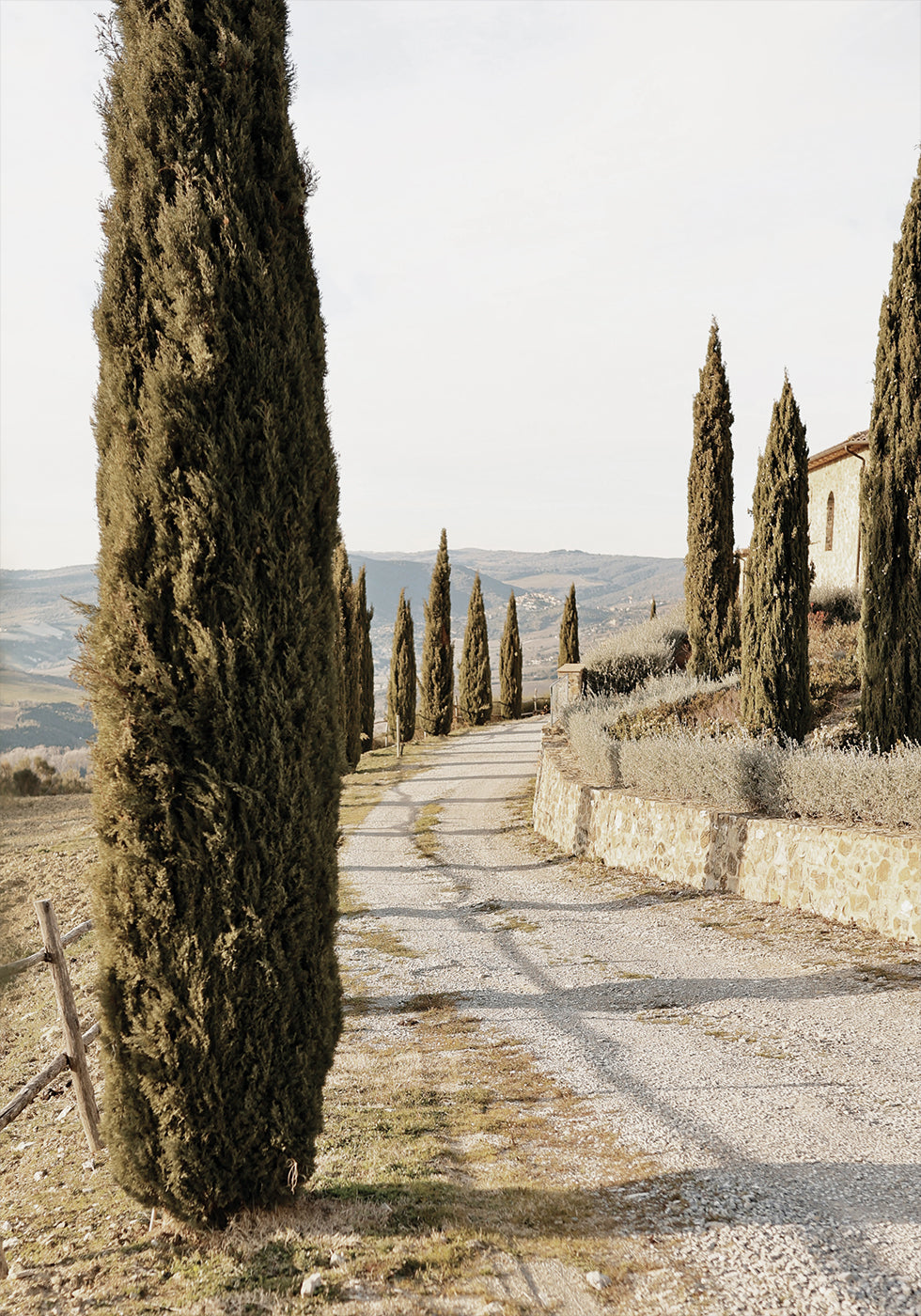 Tuscan Cypress Street Poster - Posterbox.dk