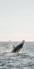Whale Jumps Out of The Water Poster - Posterbox.dk