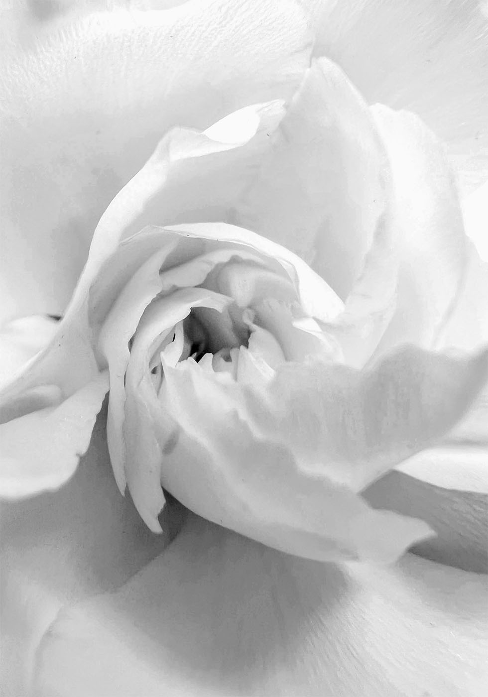 White Rose No. 1 Poster - Posterbox.dk