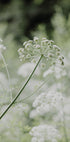 White Wildflowers in a Soft Green Meadow Poster - Posterbox.dk