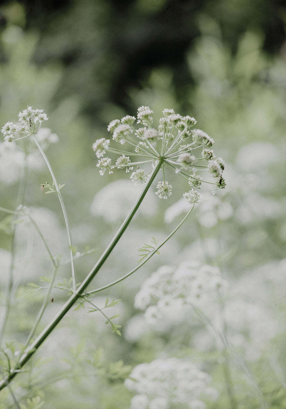 White Wildflowers in a Soft Green Meadow Poster - Posterbox.dk