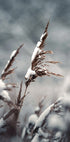 Winter Reed Poster - Posterbox.dk