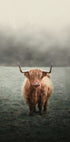Yak in The Field Poster - Posterbox.dk