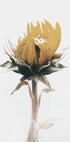 Yellow Sunflower Poster - Posterbox.dk