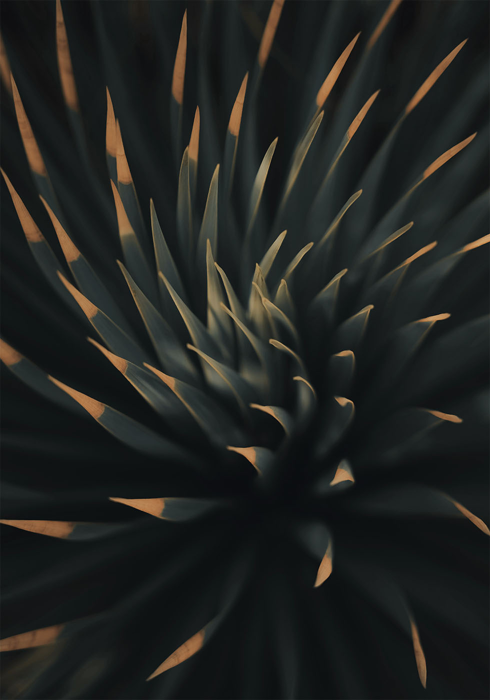 Spiral Plant Texture Poster - Posterbox.dk