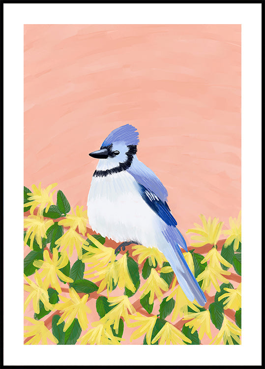 A blue jay perched on a branch of yellow flowers against a peach-coloured background.
