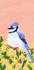 A blue jay perched on a branch with yellow flowers against a peach-coloured background.