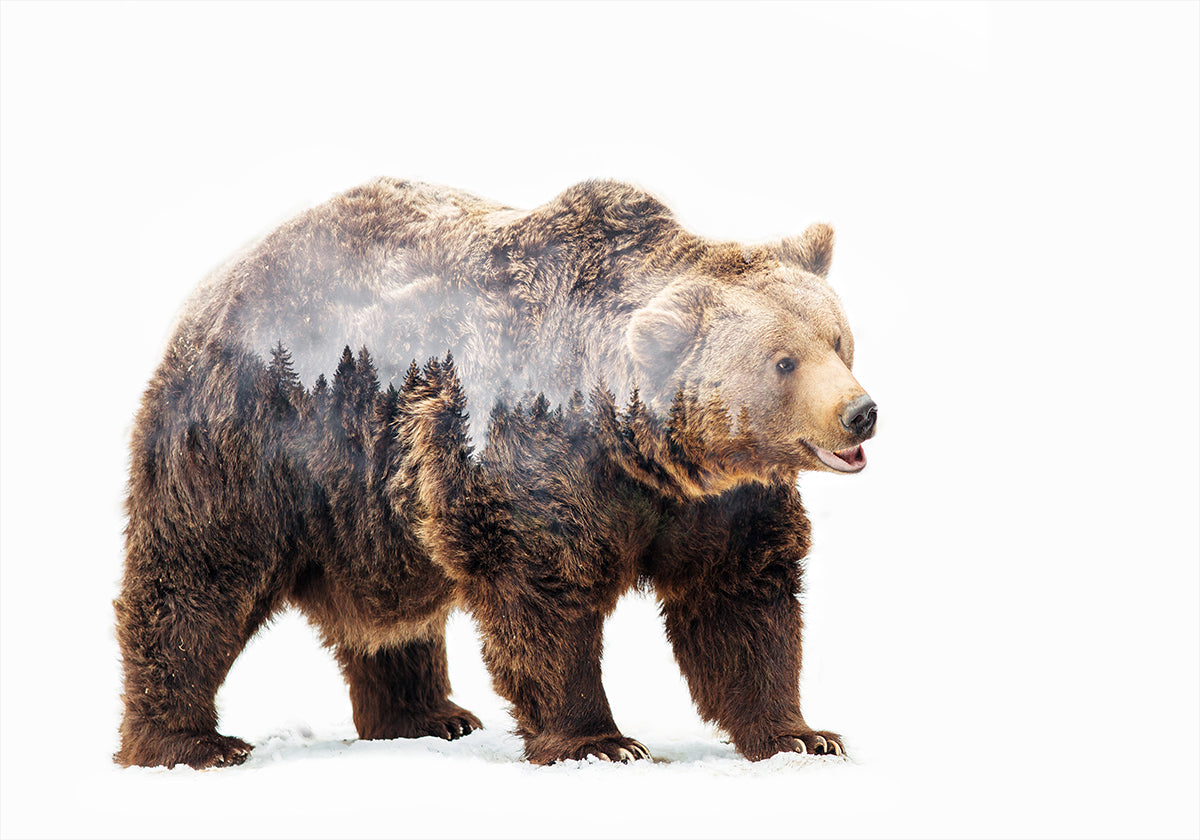 Bear Plakat - Posterbox