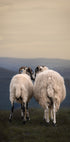 Yorkshire Love Plakat - Posterbox