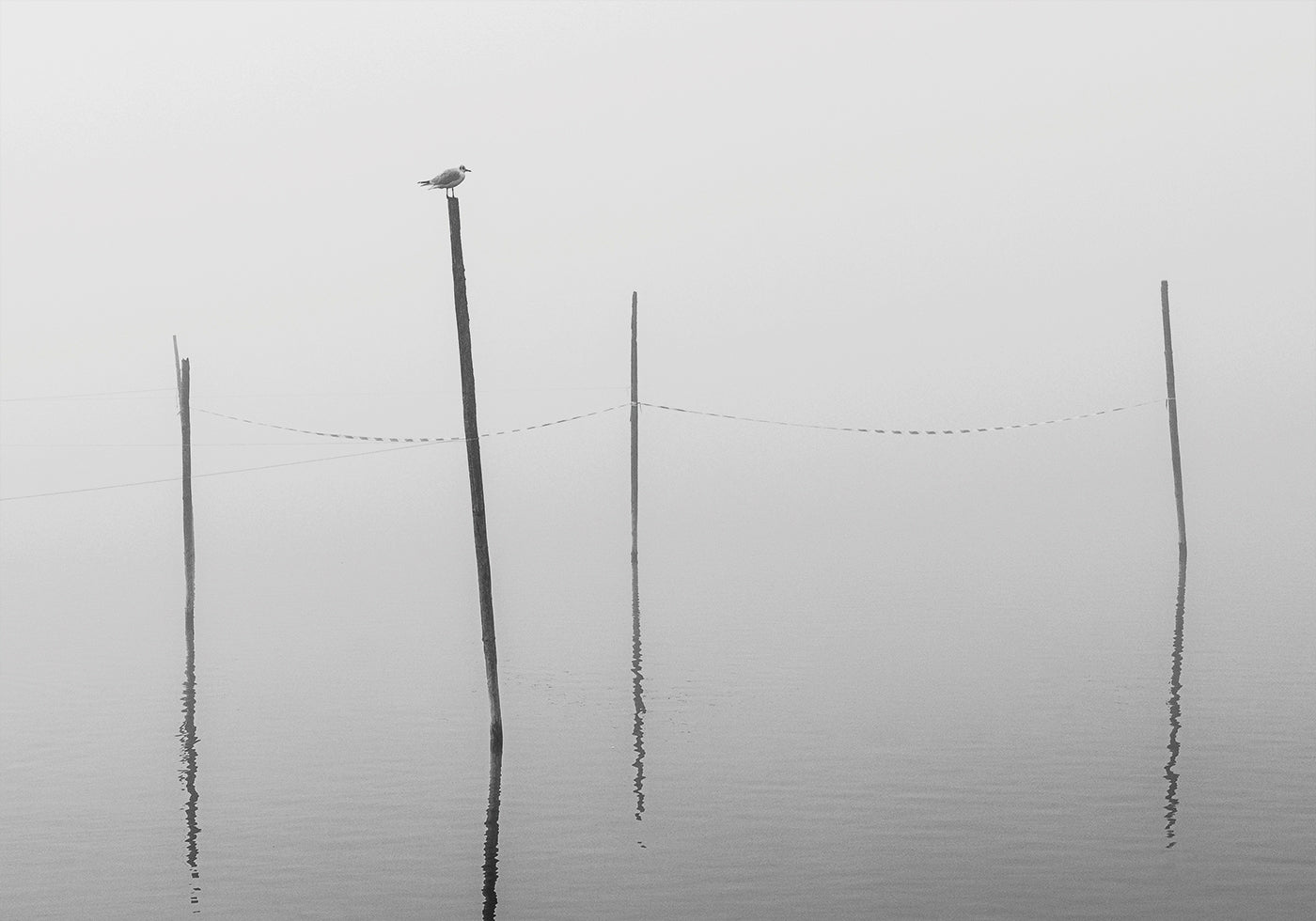 A Small Bird on a Wooden Stake Poster - Posterbox.dk