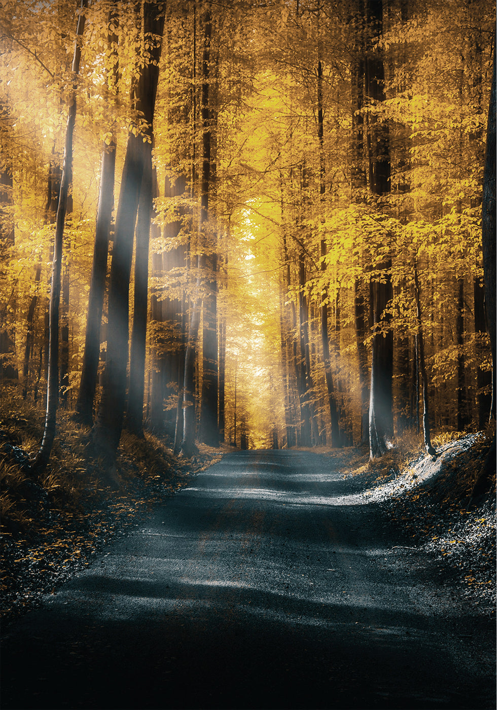 Autumn Forest Poster - Posterbox.dk