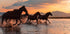 WATER HORSES Plakat - Posterbox