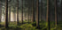 A sense of spring Plakat - Posterbox