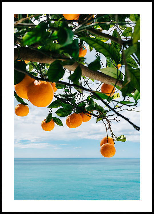 Amalfi Coast Oranges IV Plakat - Posterbox