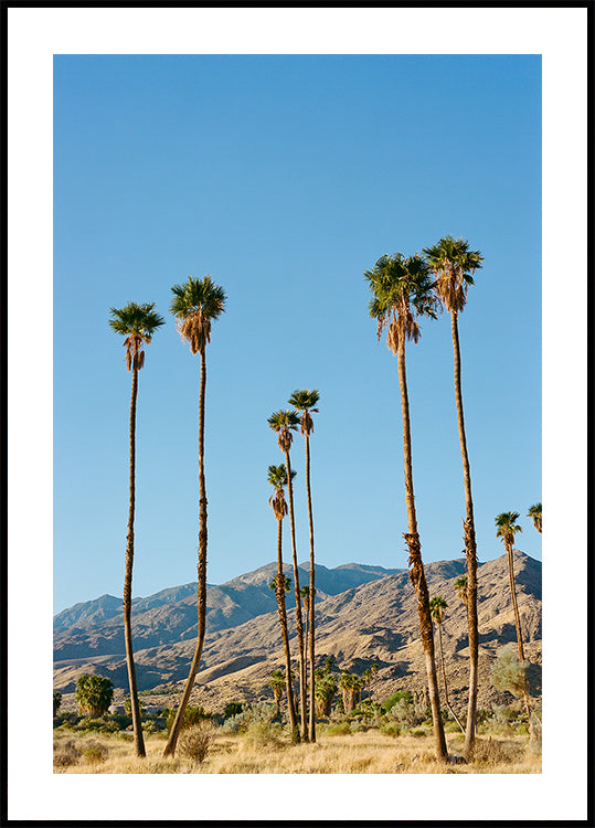Palm Springs Morning on Film (NEW) - Posterbox