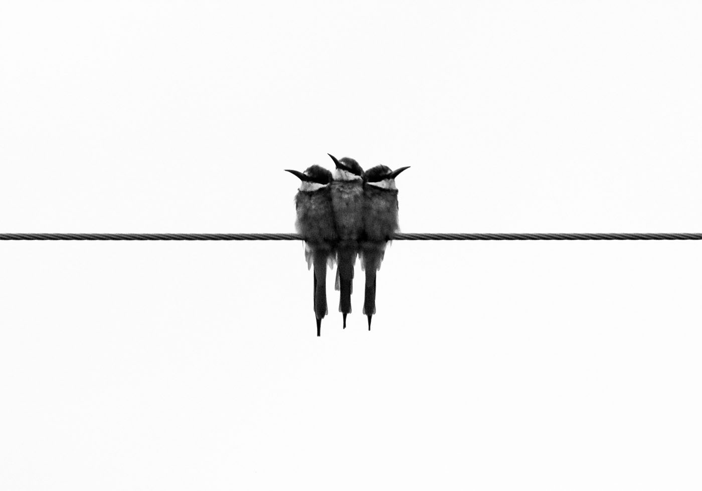 Birds On Wire Poster - Posterbox.dk
