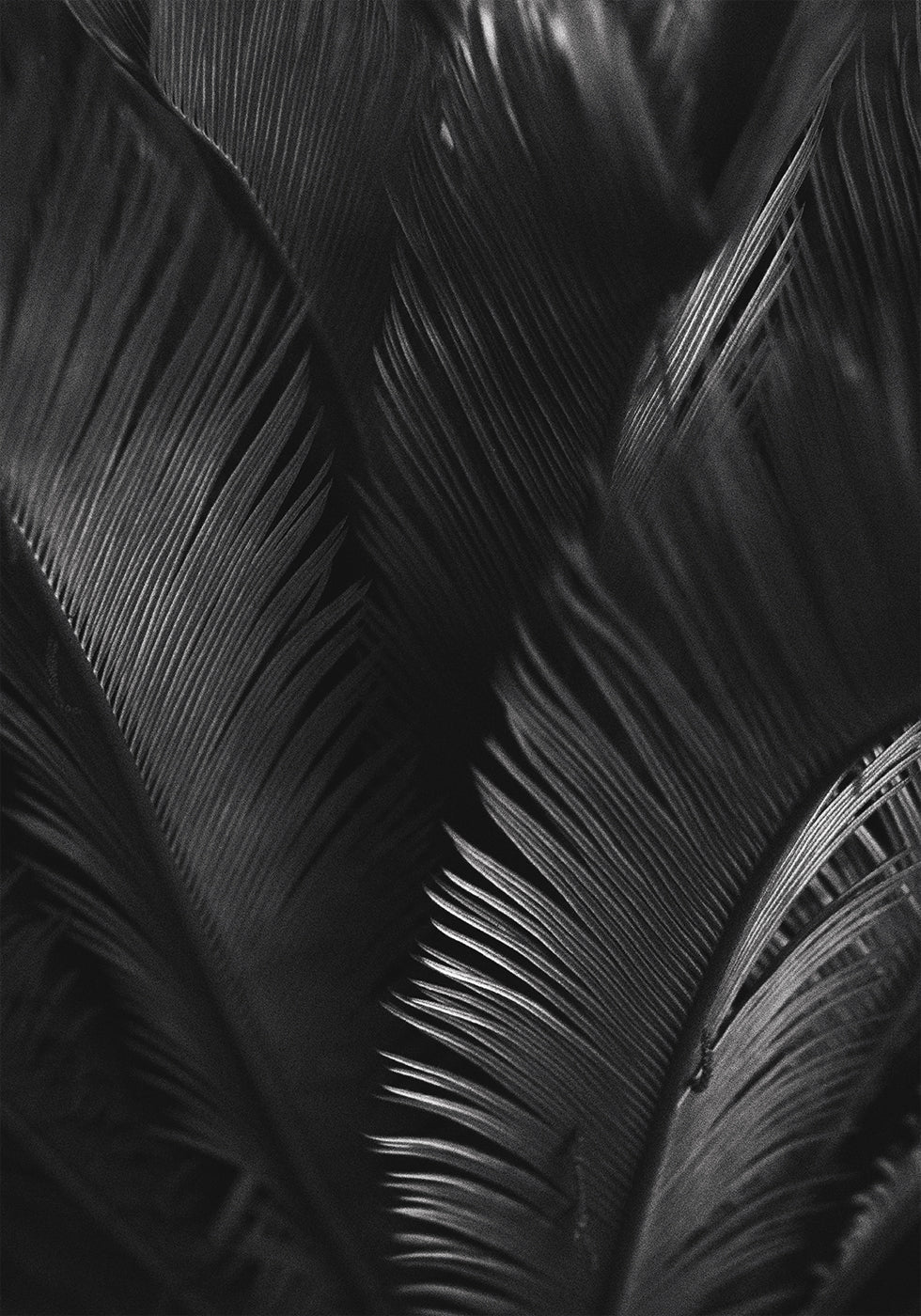 Palm Leaves Poster - Posterbox.dk