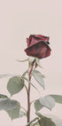 Rose Plakat - Posterbox