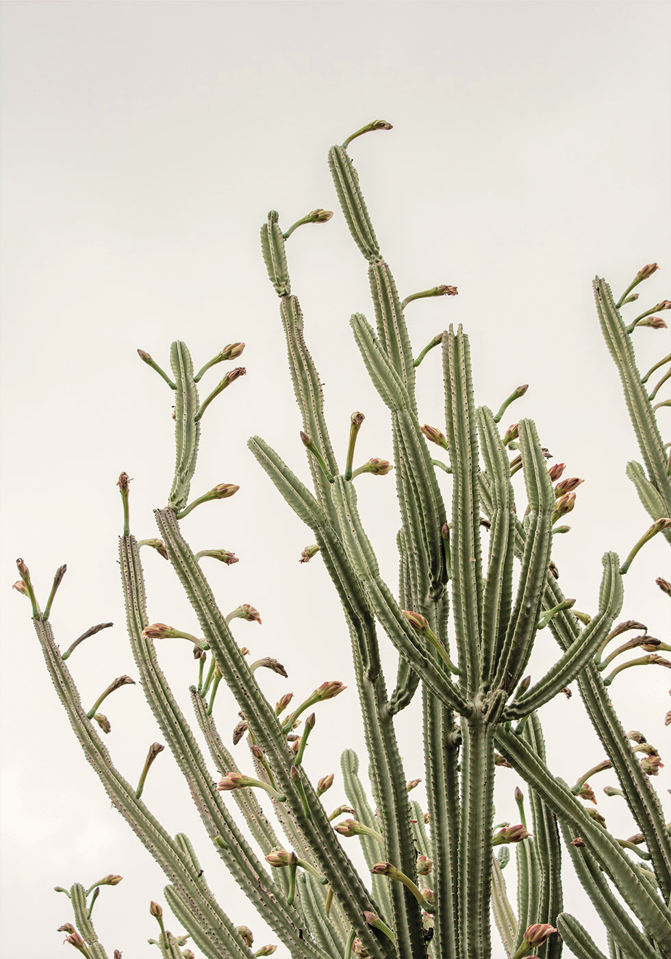 Cactus Poster - Posterbox.dk