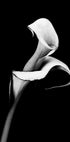 Calla Lily Poster - Posterbox.dk