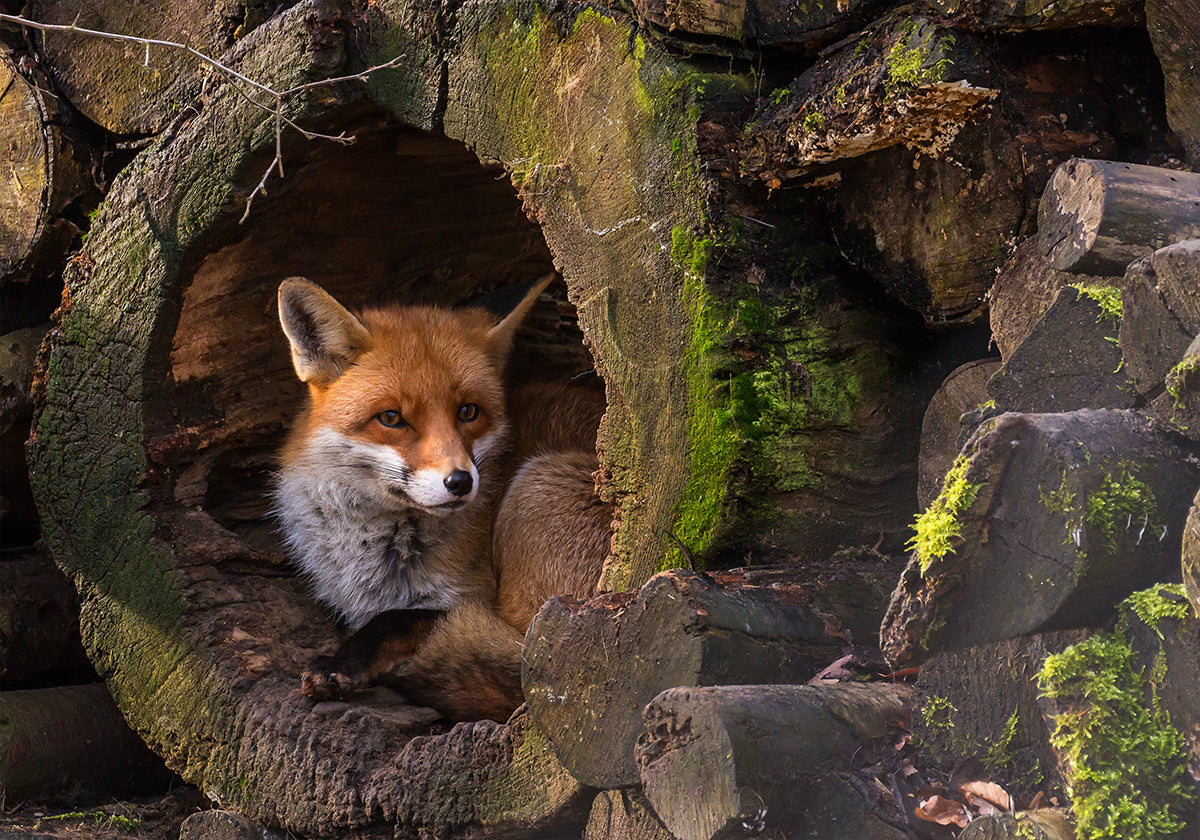 Fox - Posterbox