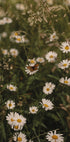 Chamomile and Butterfly Poster - Posterbox.dk