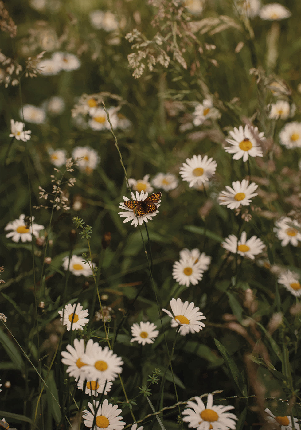 Chamomile and Butterfly Poster - Posterbox.dk