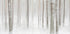Winterforest in Sweden Plakat - Posterbox