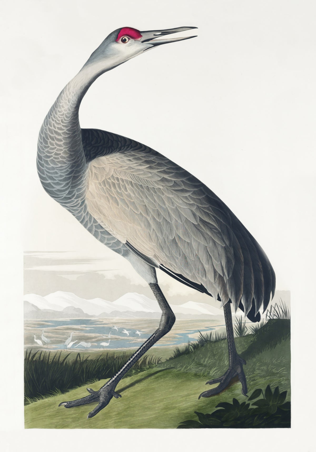 Whooping Crane From Birds of America (1827)