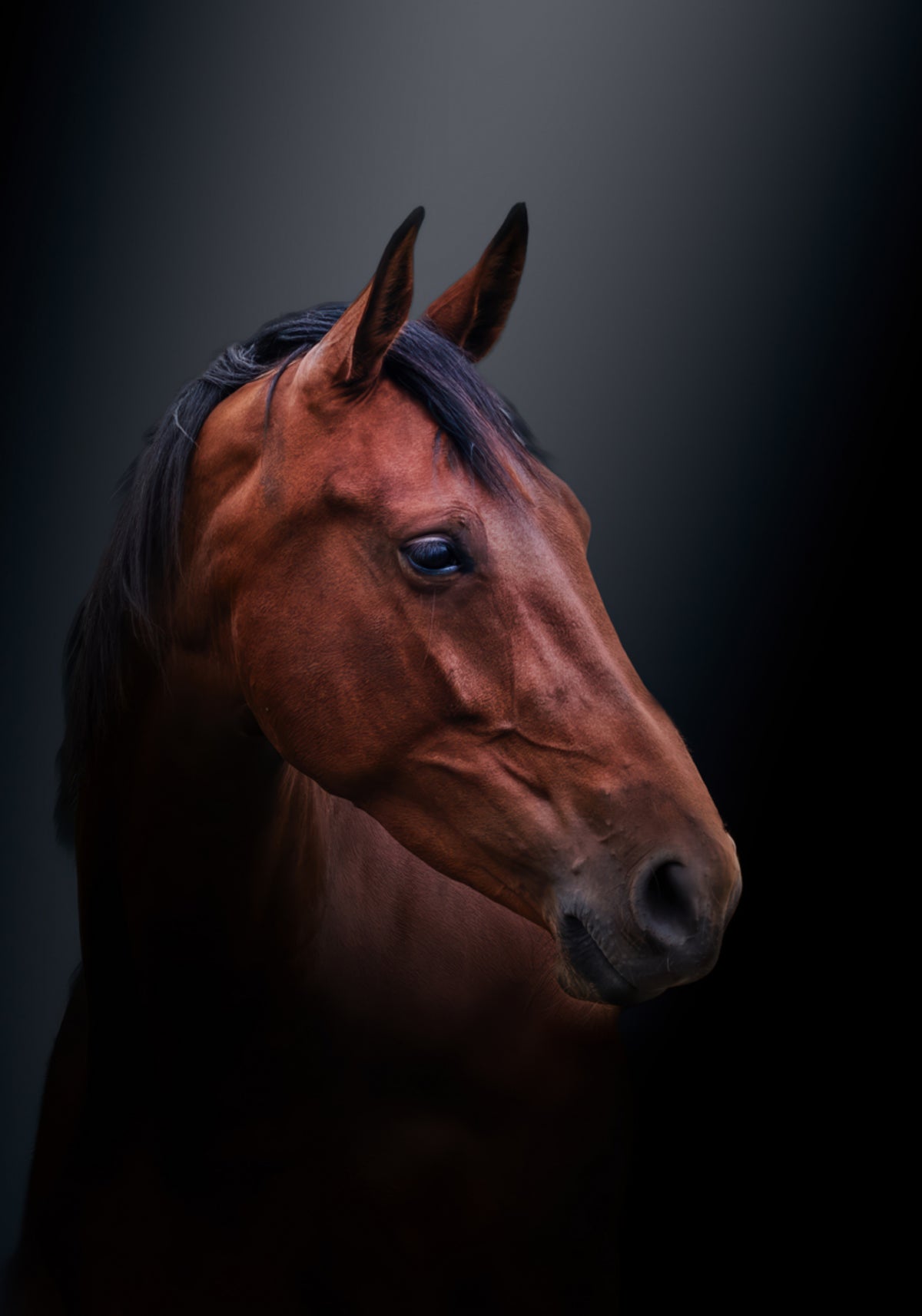 Noble Bay Horse Portrait