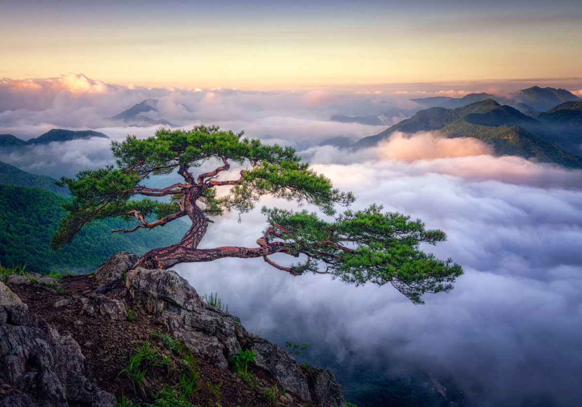 Ancient Tree Mountain Sunrise