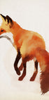Red Fox Illustration - Posterbox