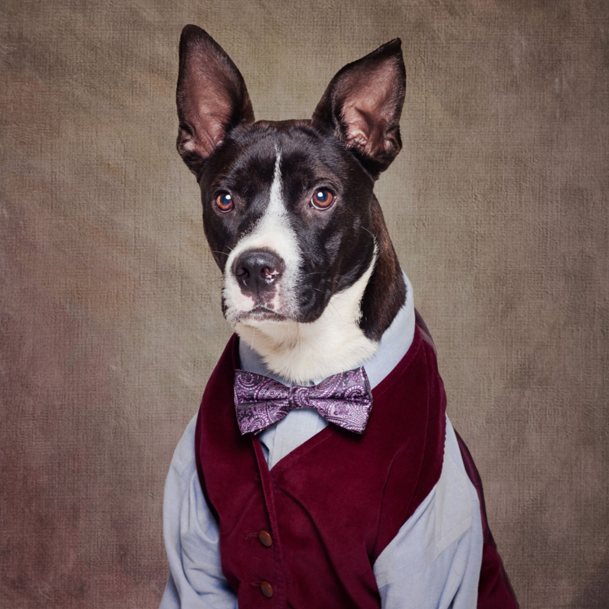 Dapper Dog In Vest