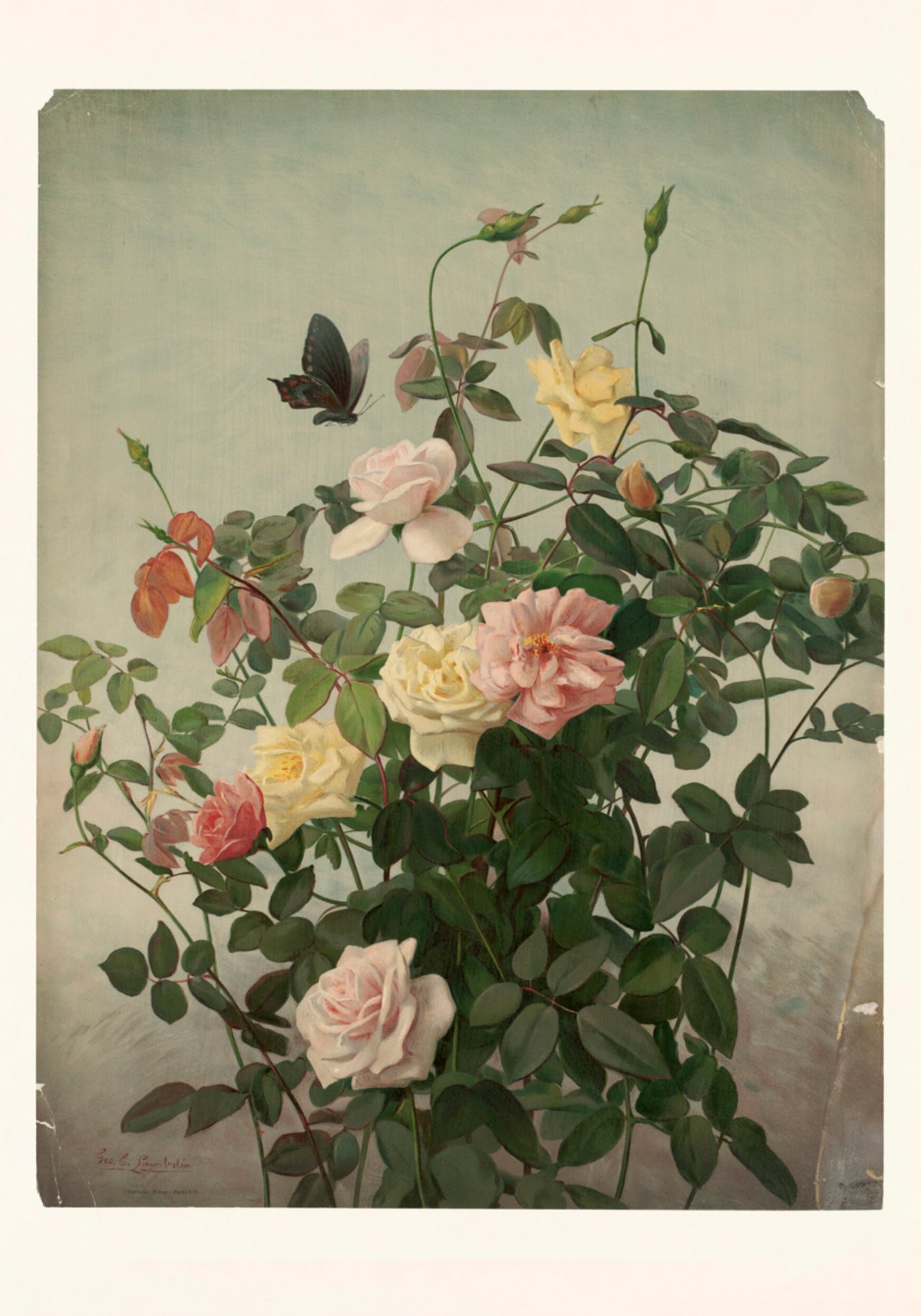 Roses