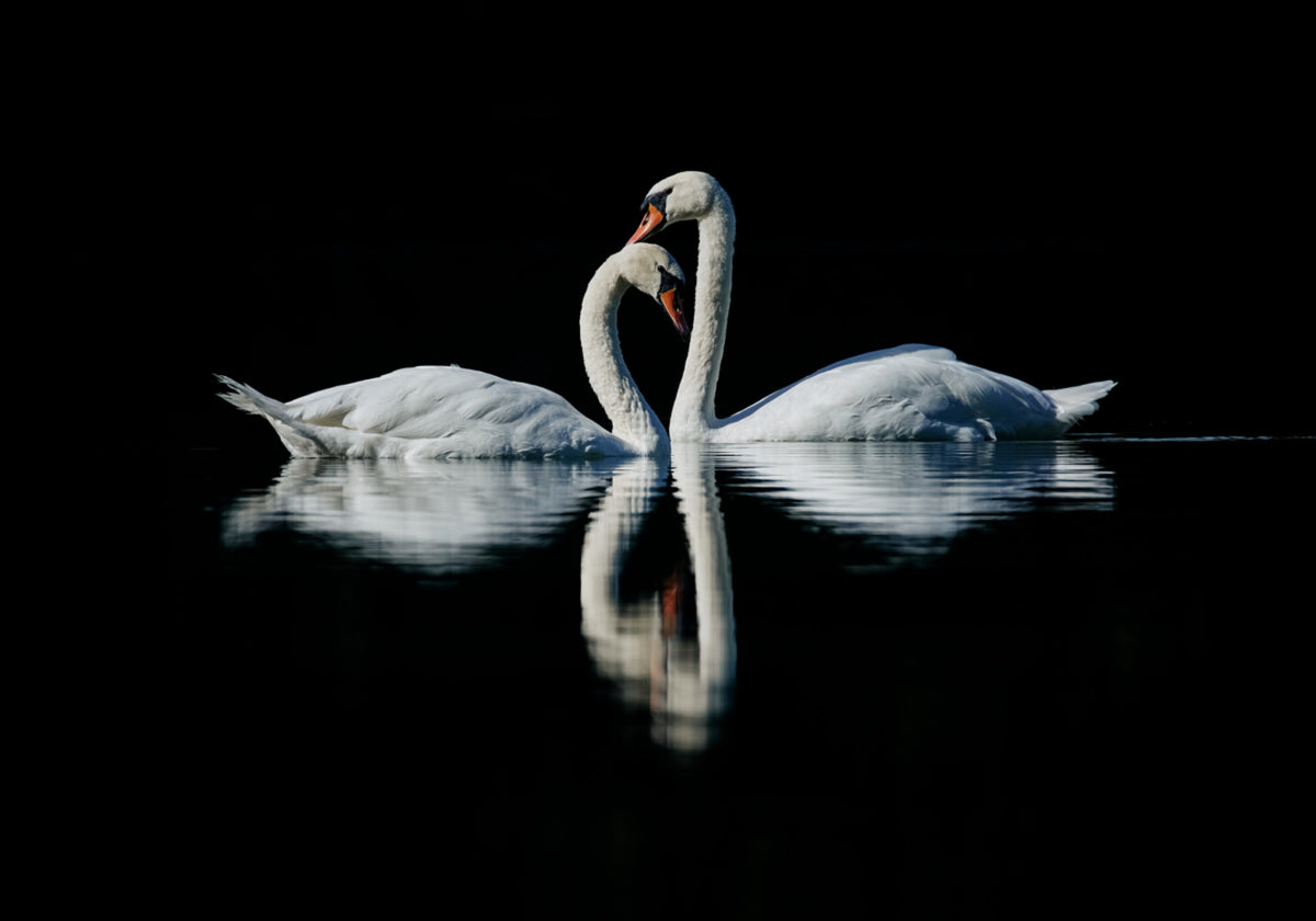 Romantic Swan Reflection