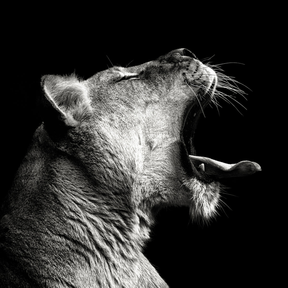 Powerful Lioness Yawn