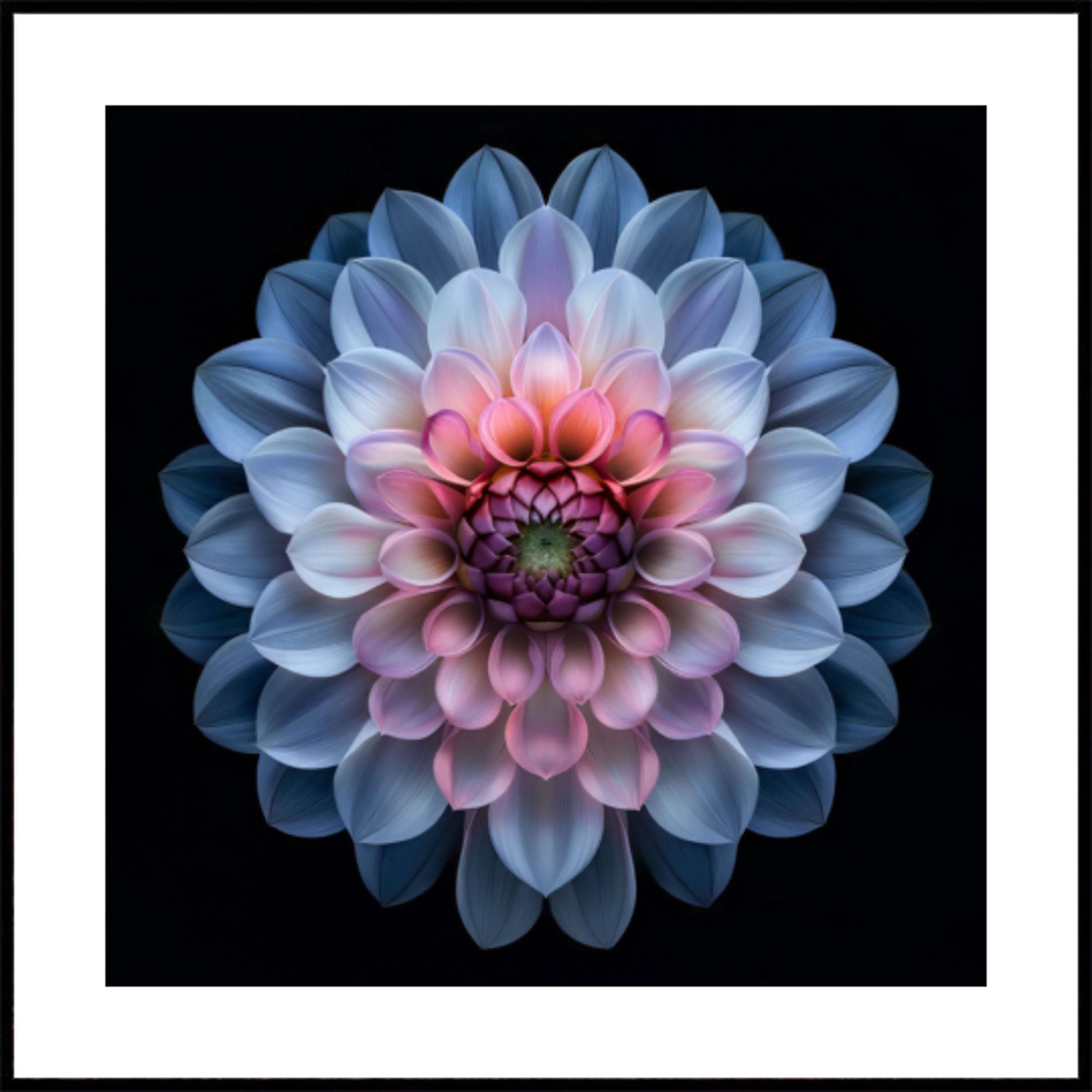 Vibrant Dahlia Bloom