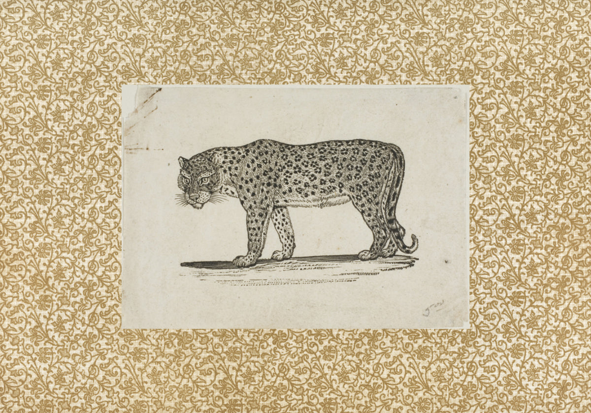 Vintage Leopard Sketch